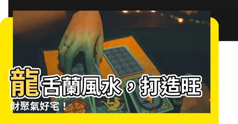 日照 龍舌蘭風水